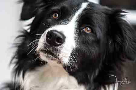 Intelligent, hard working, and versatile