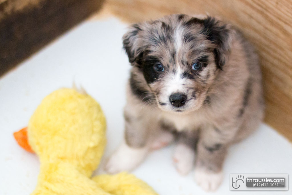 140417 TR2103 Australian Shepherd Puppies