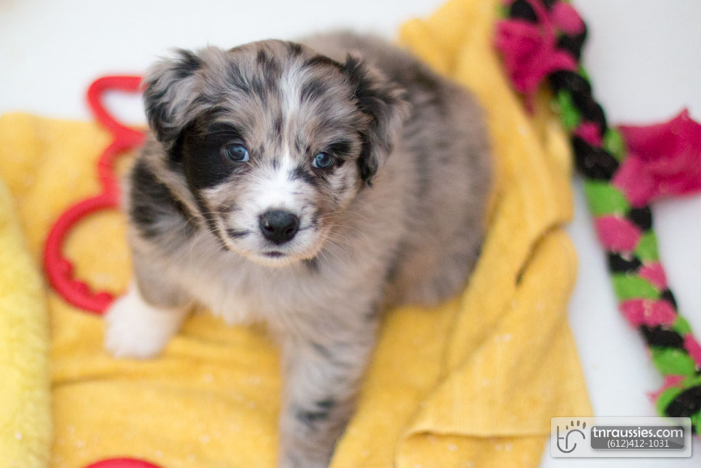 140417 TR2122 Australian Shepherd Puppies