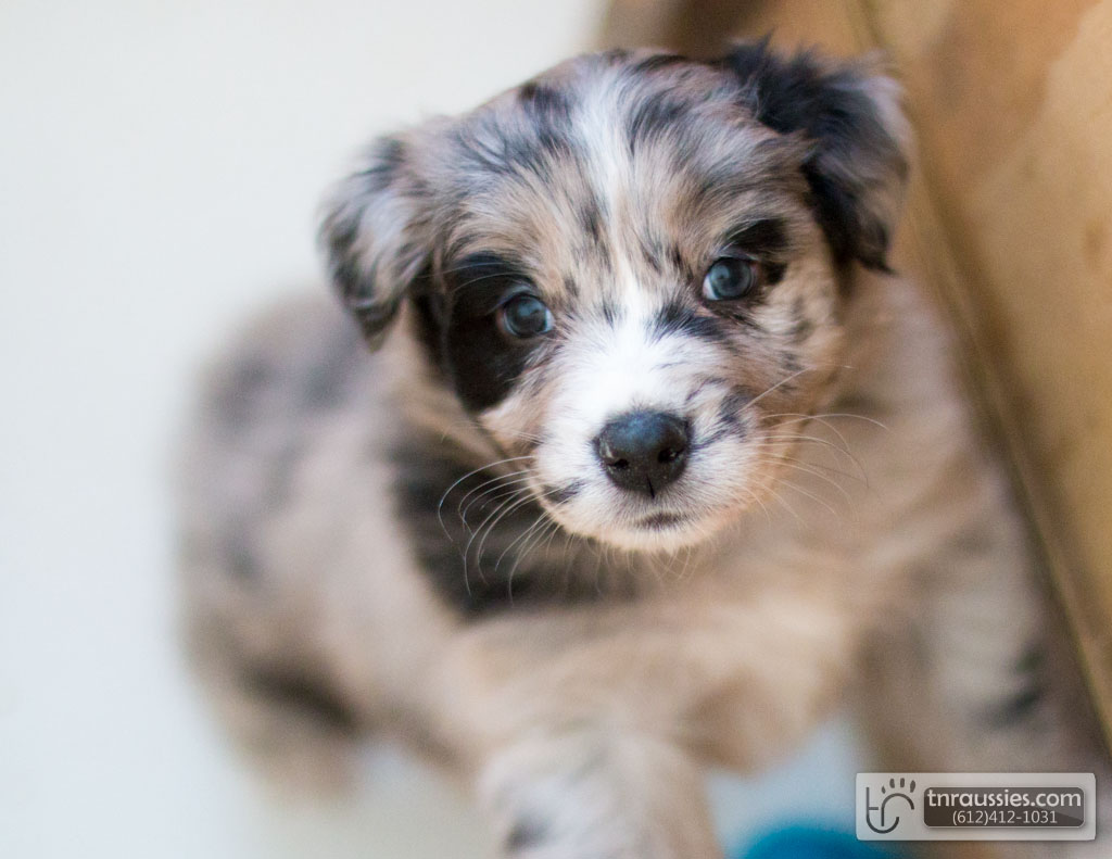 140417 TR2129 Australian Shepherd Puppies