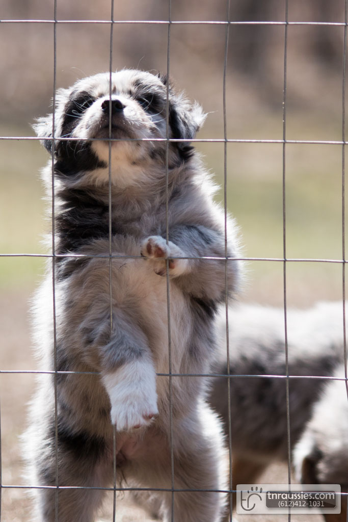 140422 TR2267 Australian Shepherd Puppies