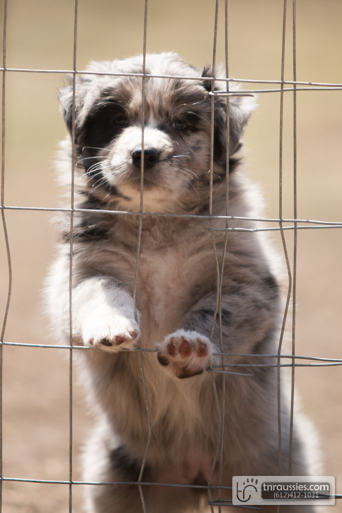 140422 TR2301 Australian Shepherd Puppies