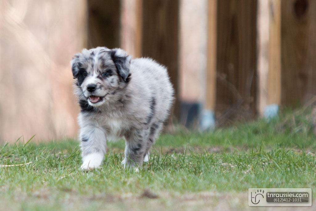 140422 TR2860 Australian Shepherd Puppies