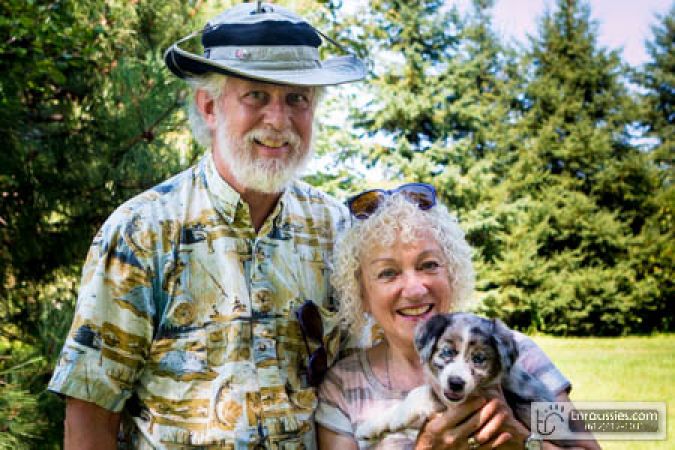 Frisco - Blue Merle Boy - Is with Lilly & Taylor in MN