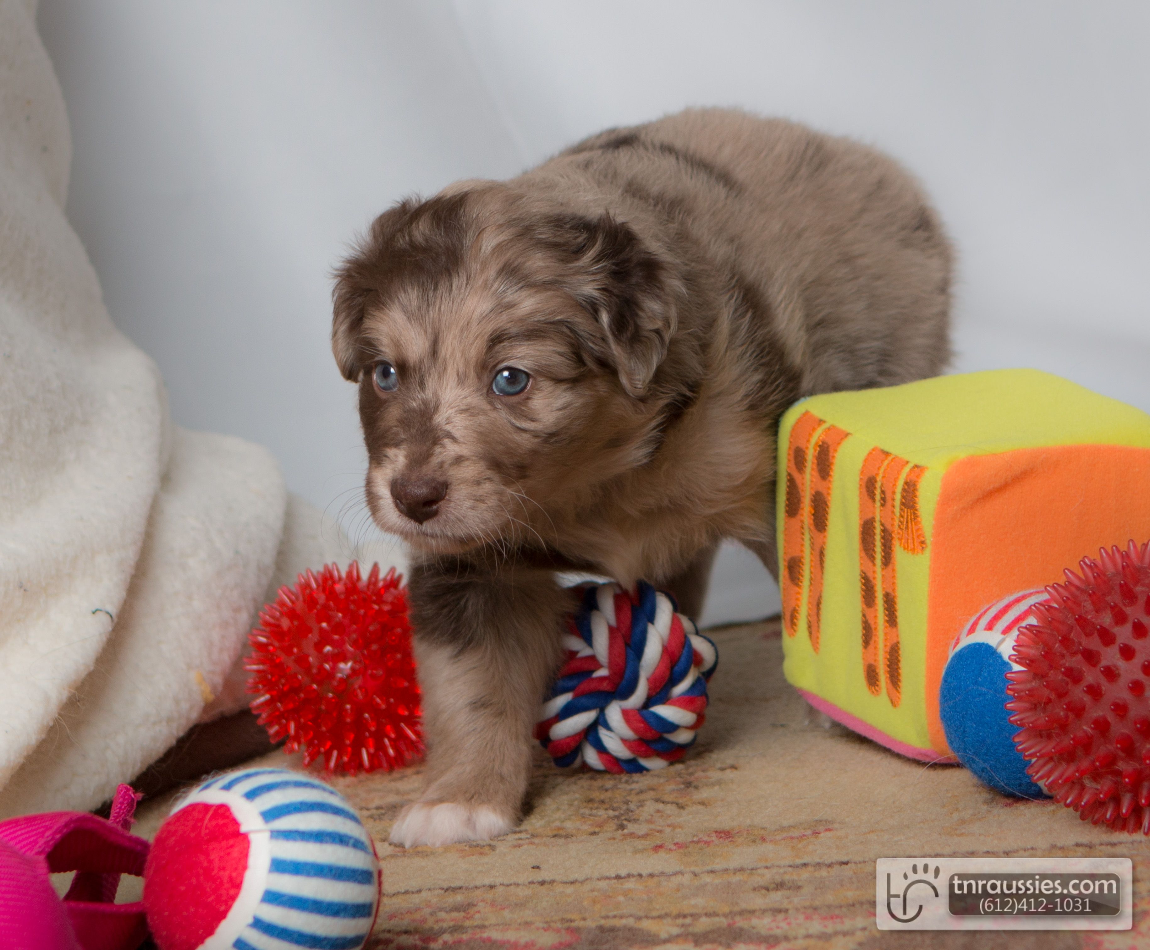 First Born - Red Merle Girl - Sold
