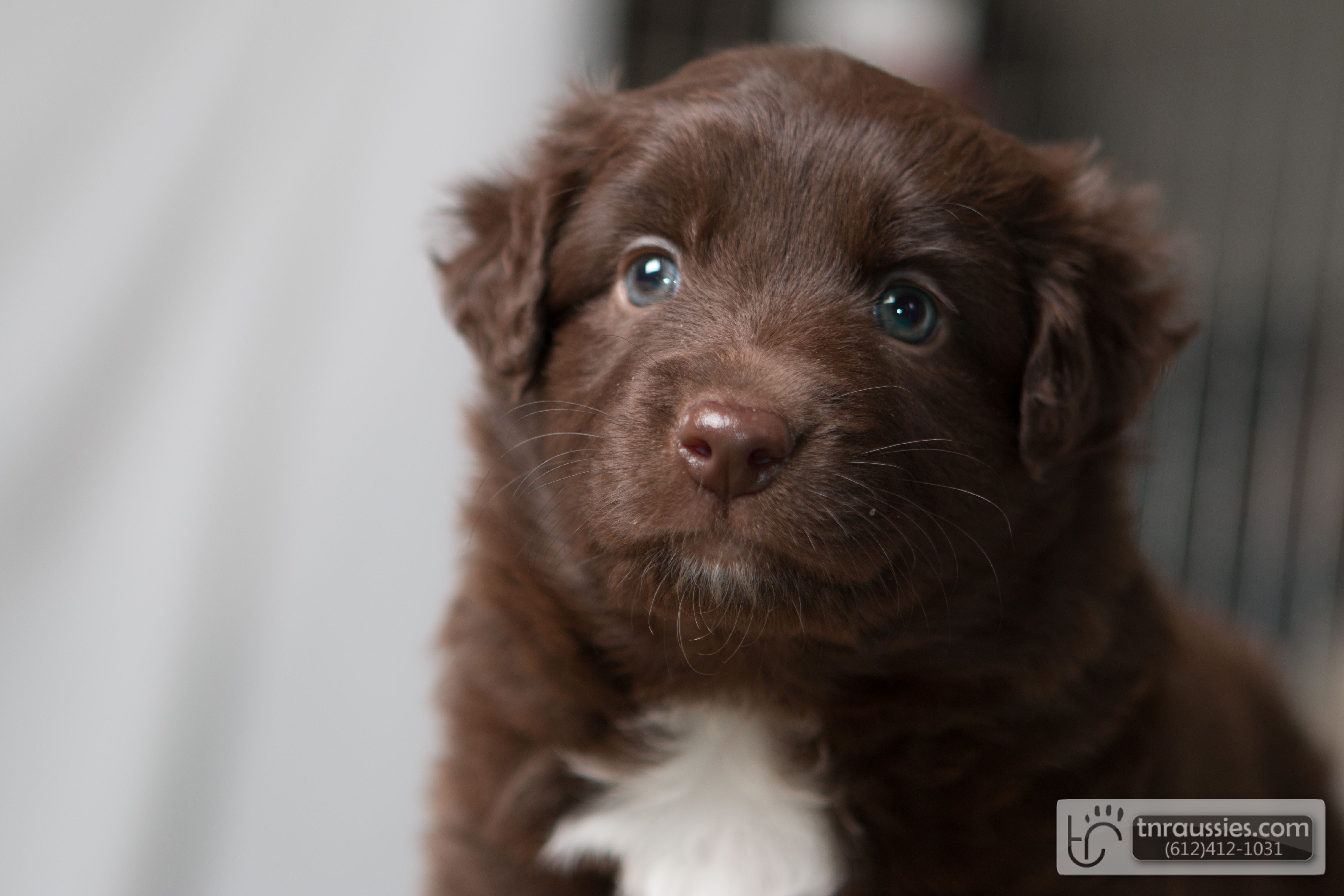 Frankie - Red Tri Girl - Sold