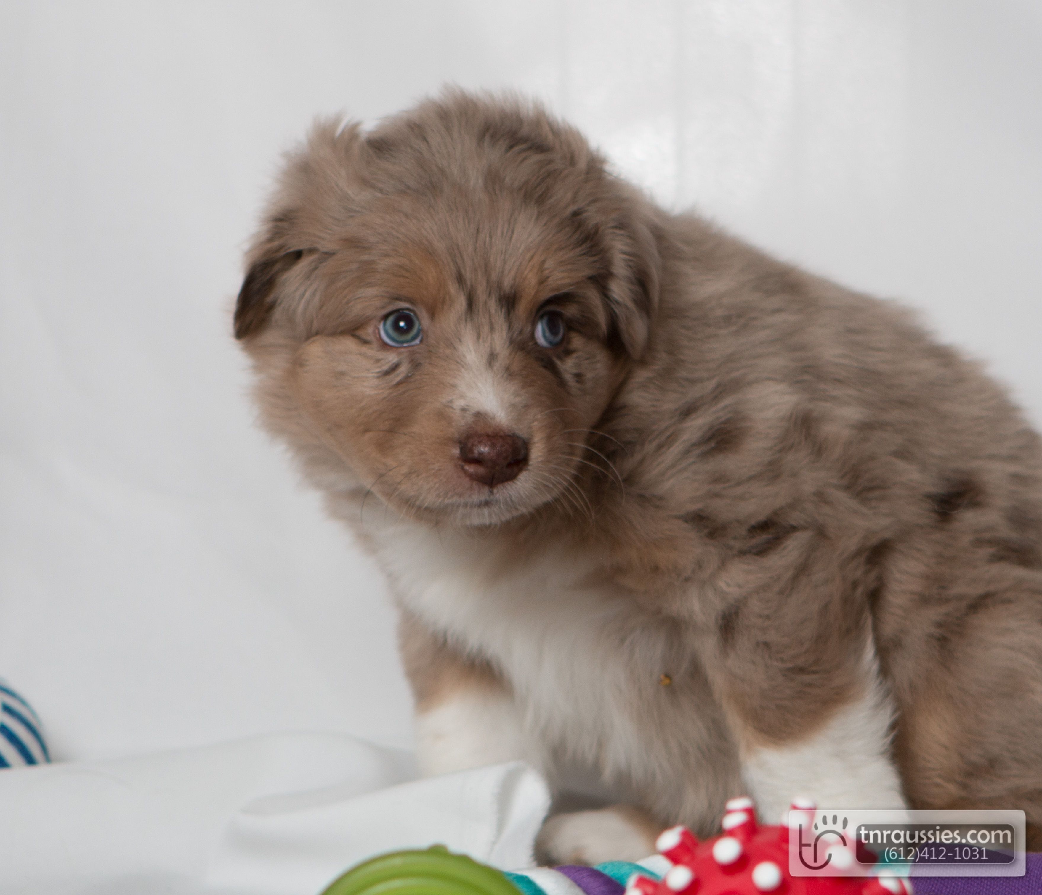 Maeve - Red Merle Girl - Sold