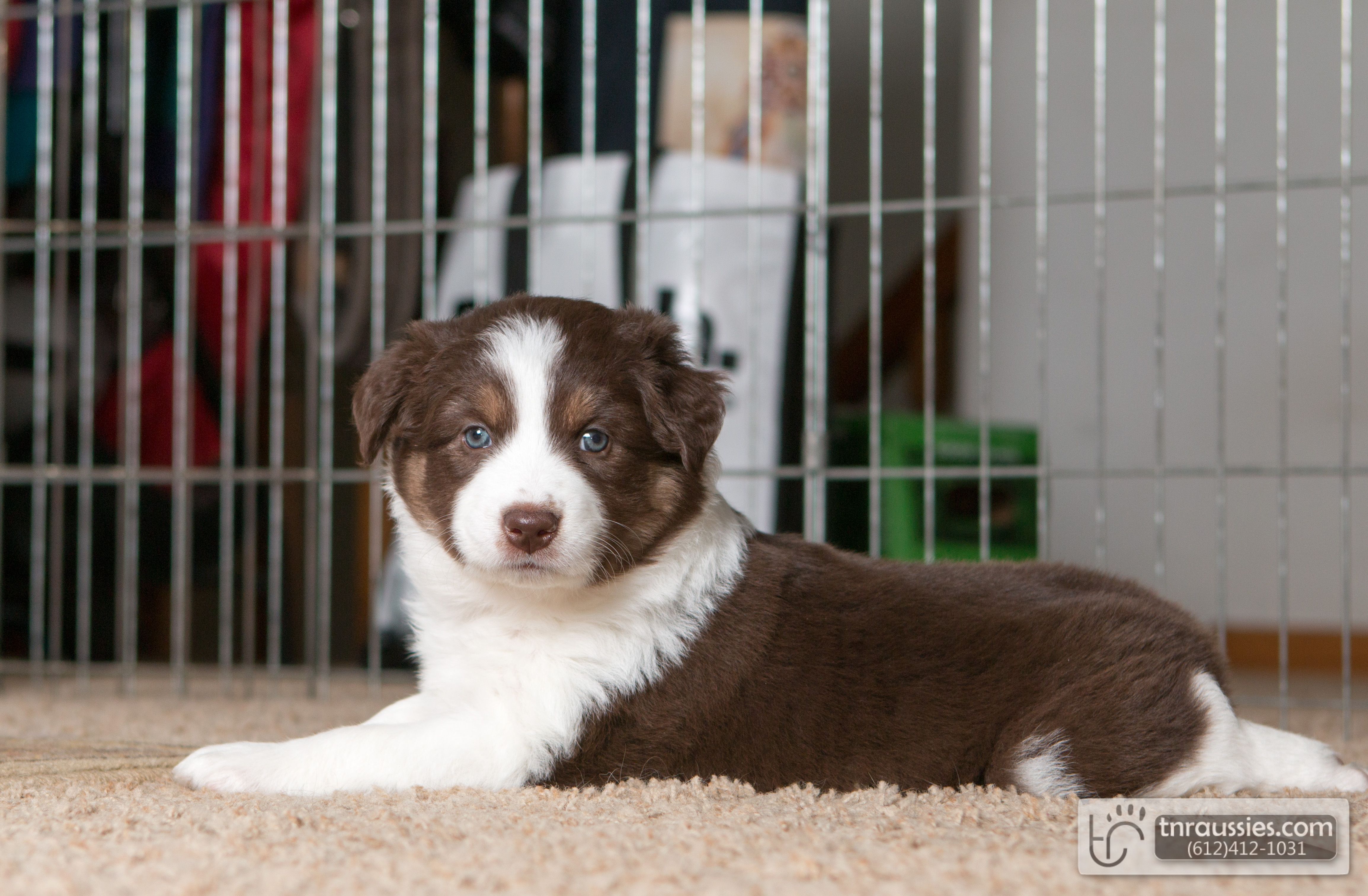 Lindy - Red Tri Girl - Sold