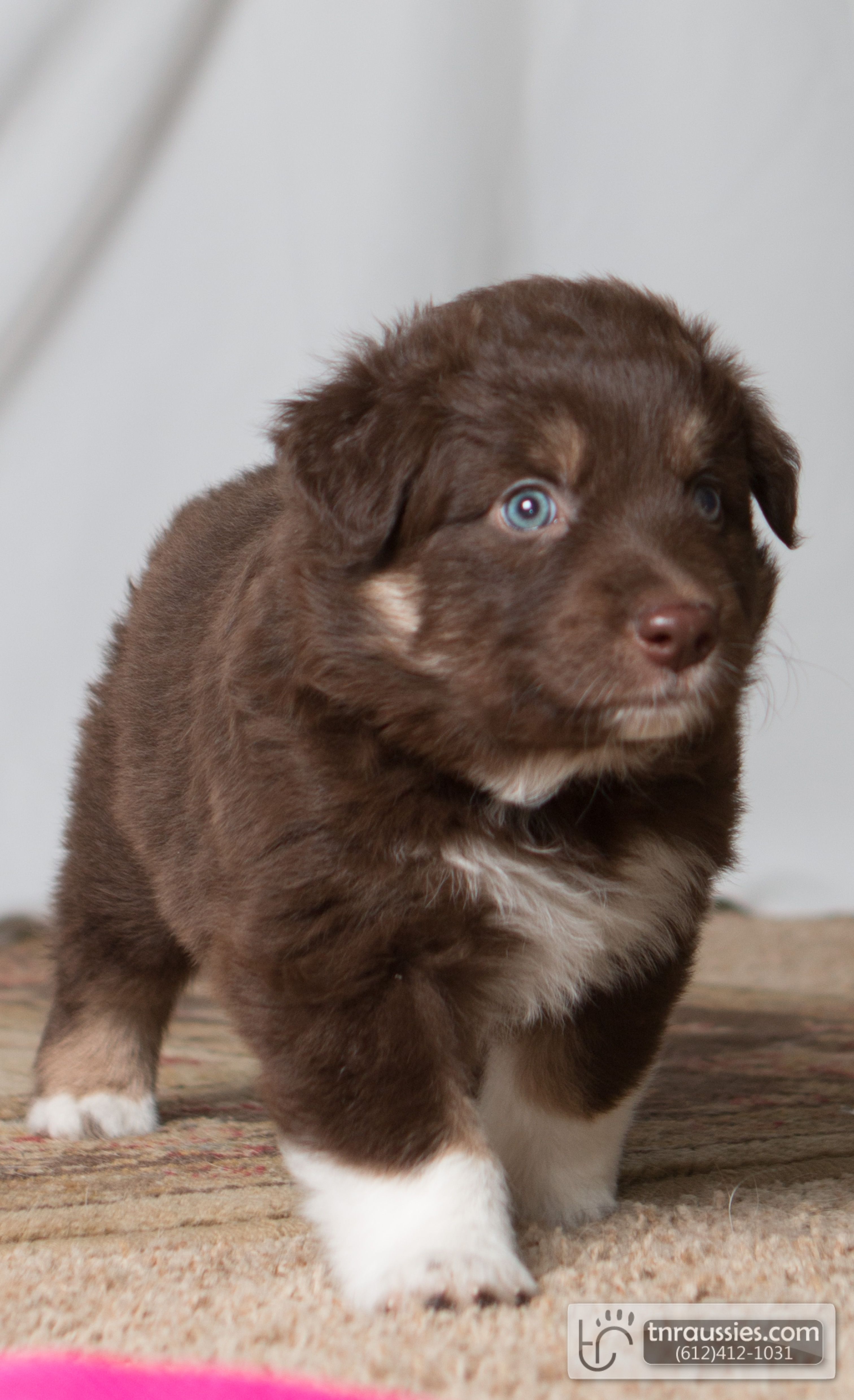 Finley - Red Tri Boy - Sold