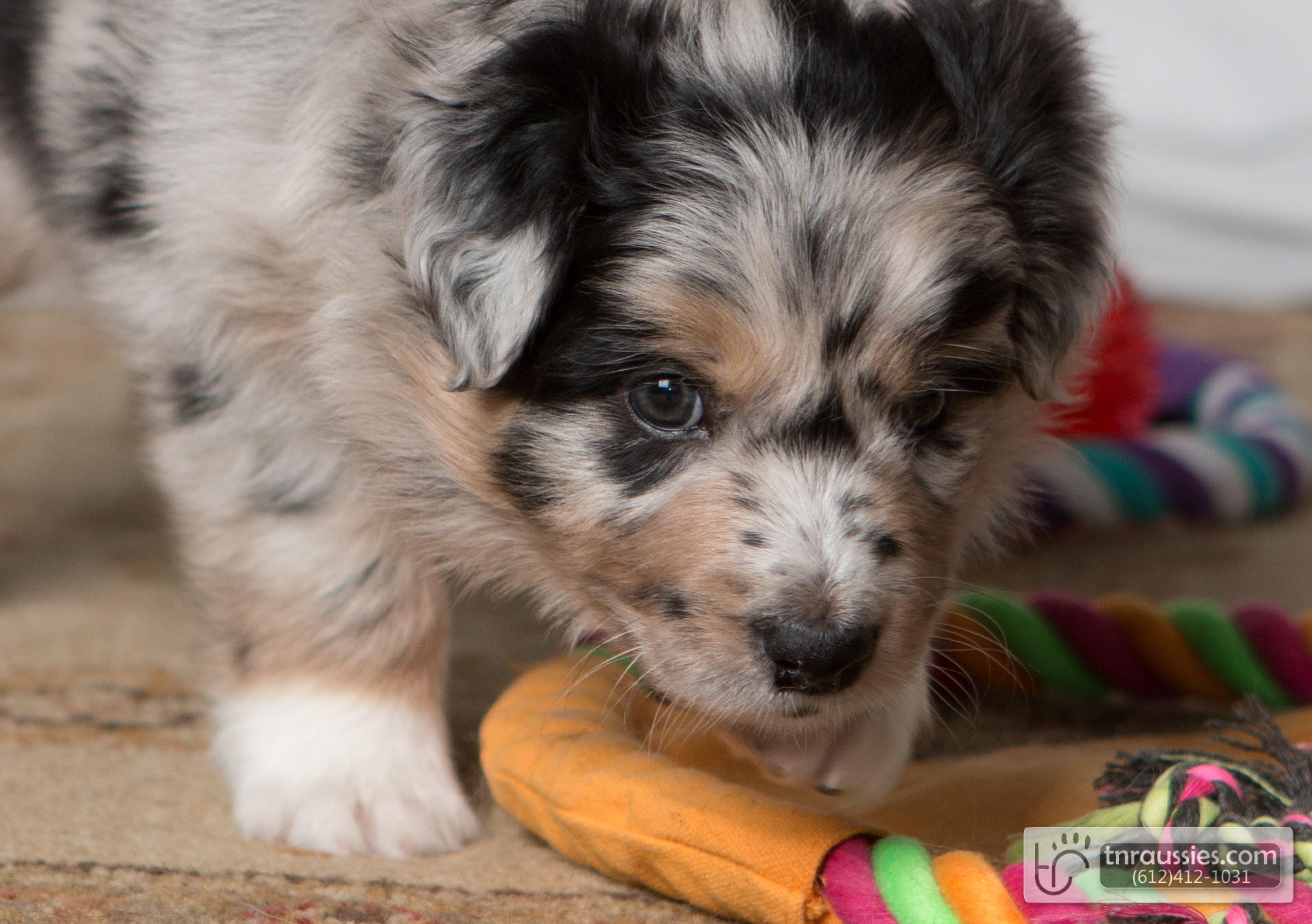 Parker - Merle Boy - Sold