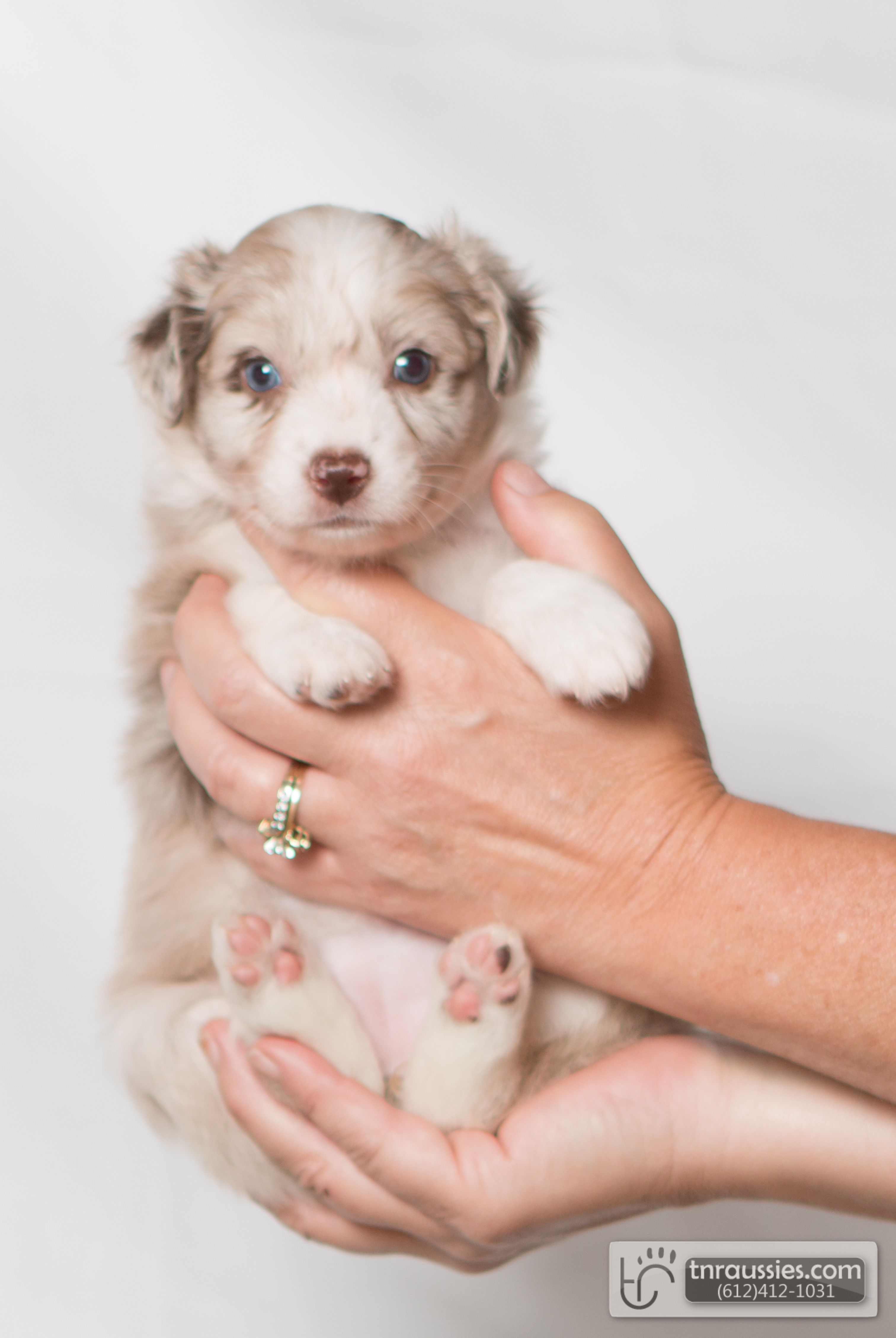 Penny - Red Tri Girl - Sold